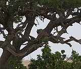 Leopard in Serengeti, the only one we saw